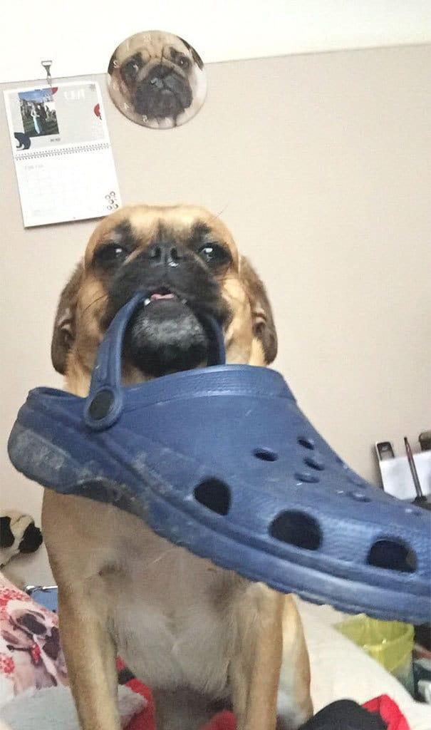 Whenever I Come In My House From Being Away For Some Time, My Dog Always Brings Me Something. Today It Was A Croc