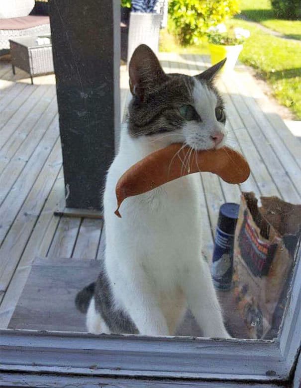 Cat Returns With Sausage Stolen From Unknown Neighbor